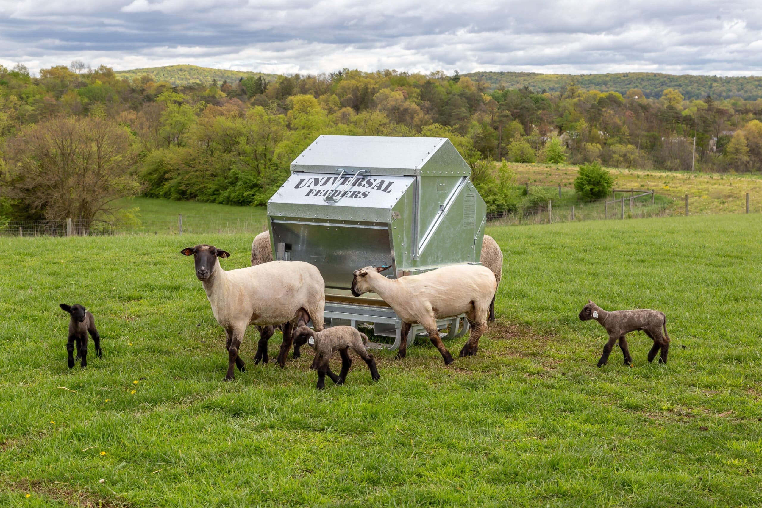Sheep at feeder