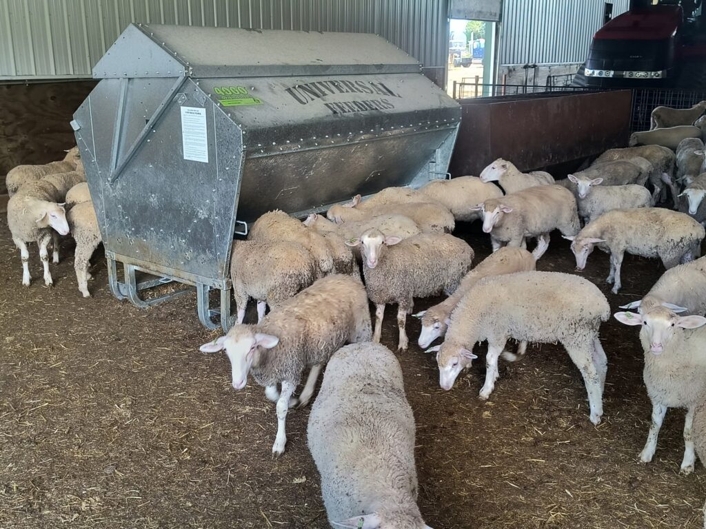 Sheep feeding from a 4000 Ultimate Universal Feeder in a barn