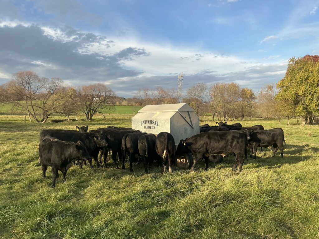 Cattle gathered around a 6600 Ultimate feeder in pasture