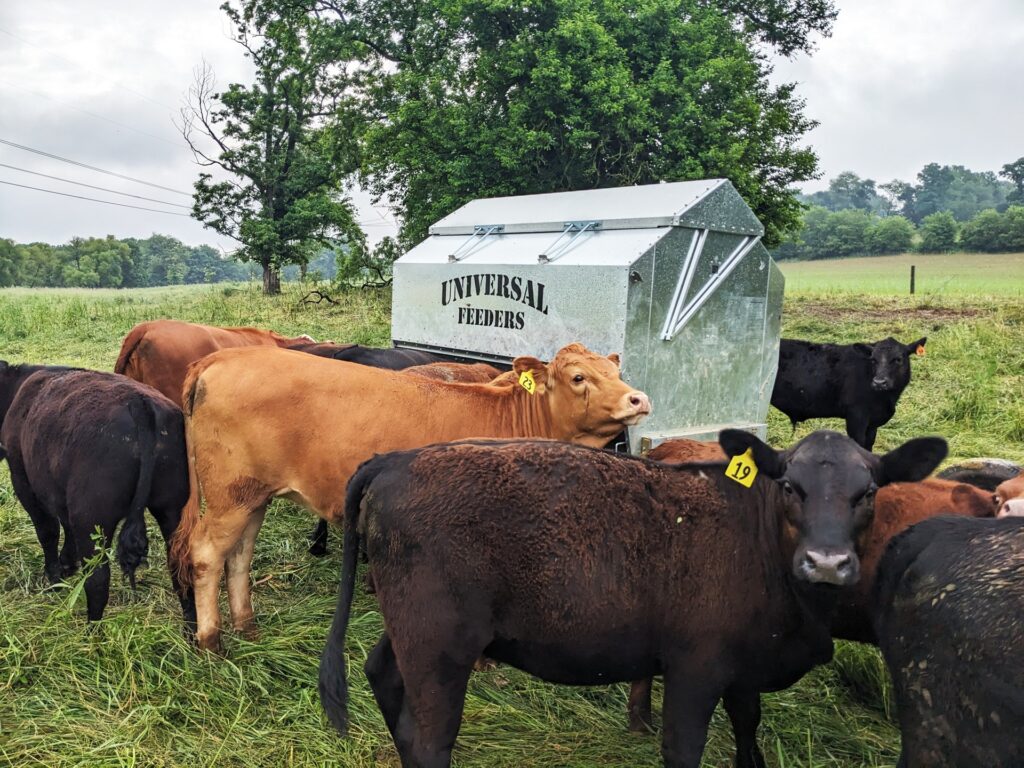 Cattle eating at a 6600 Ultimate Universal Feeder
