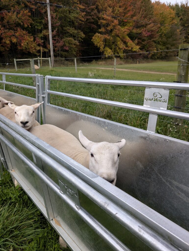 Sheep standing between RamQuip solid alley panels